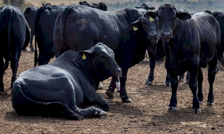 Rebanho bovino nacional teve aumento de 3,1% em 2021