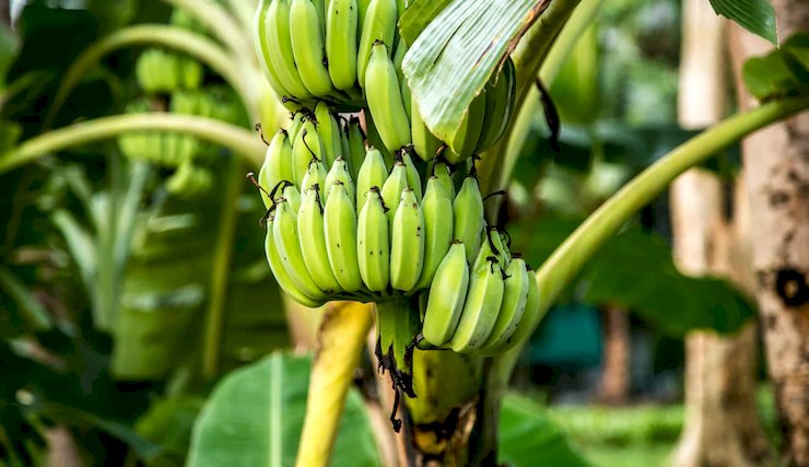 BANANA VERDE PODE AJUDAR NA PREVENÇÃO DE CÂNCER GASTROINTESTINAL SEGUNDO ESTUDO