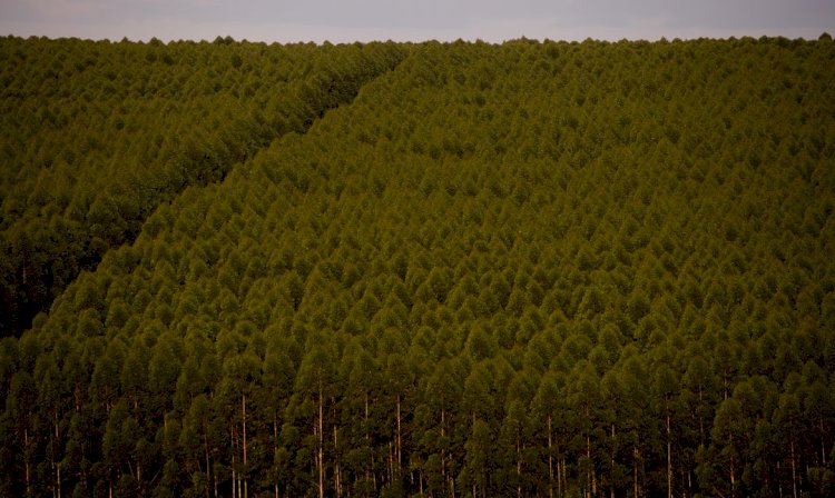 Florestas plantadas no Brasil ocuparam 9,5 milhões de hectares em 2021